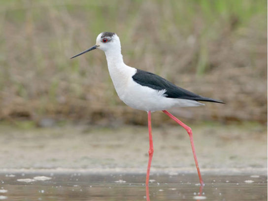 Ареал обитания ходулочника Где обитает ходулочник
