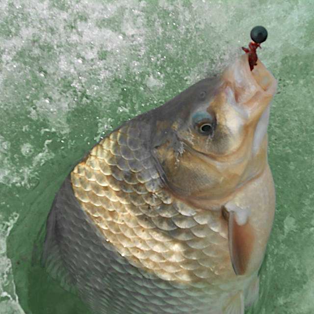 Автор фото: Сказочник ловля карася зимой