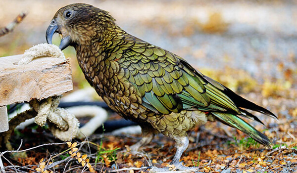 Фото: Как выглядит кеа 