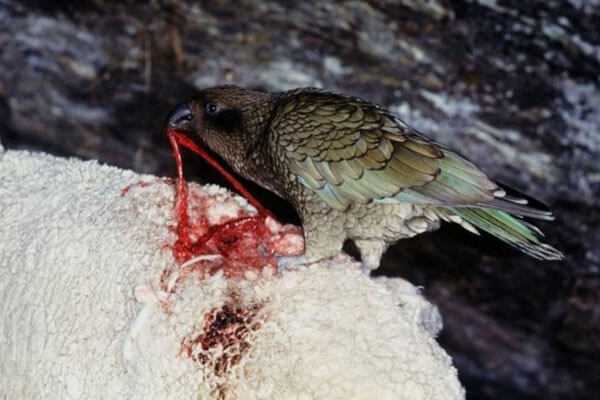 кеа охотится на овцу