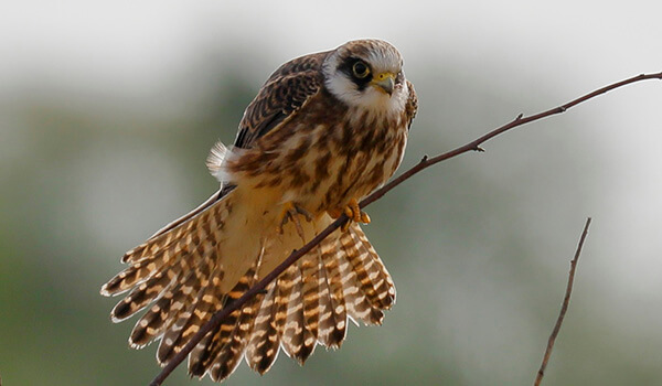 Фото: Как выглядит Кобчиков