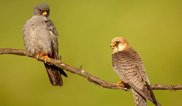 Фото: Пара телят