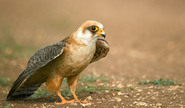 Фото: Как выглядит сокол