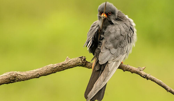 Фото: Фалькфугл