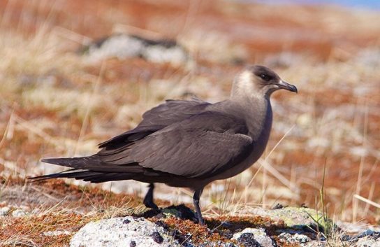 Какая птица ныряет глубже