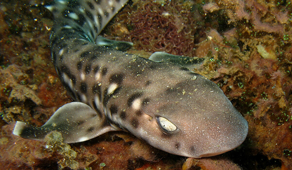 Фото: Азиатская кошачья акула