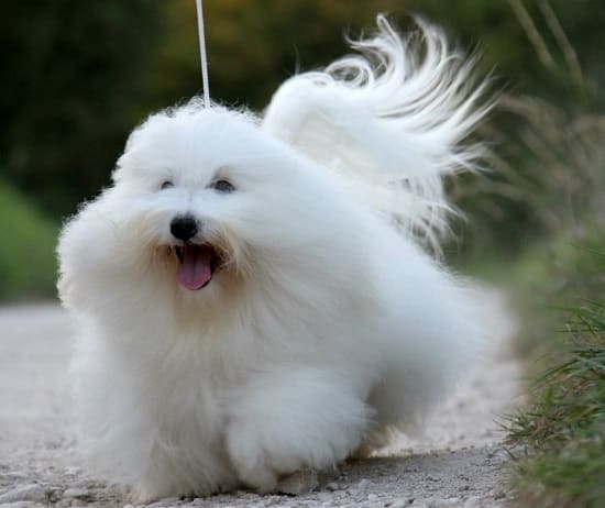 Мадагаскарский бишон Котон де Тулеар Мадагаскарский бишон Котон де Тулеар