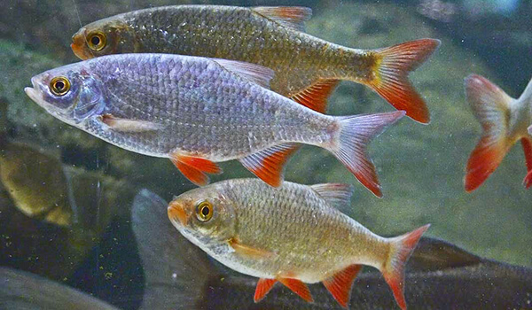 Фото: Красноперки