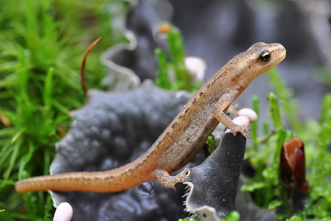 Красивая сибирская саламандра