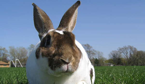 Фото: Как выглядит кролик рекс