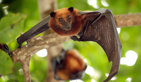 Фото: Летучая собака в природе