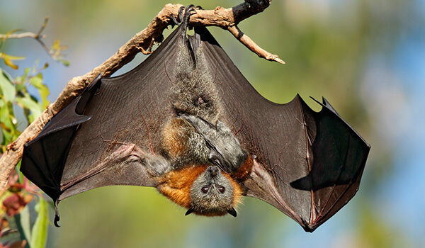 Фото: Египетская летучая собака