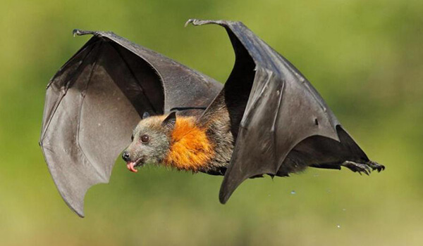 Фото: Как выглядит летучая собака