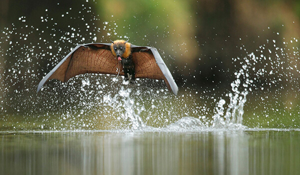 Фото: Летучая собака в полете