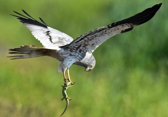 Растительный мир Африки: список редких представителей флоры и фауны, эндемики африканского континента