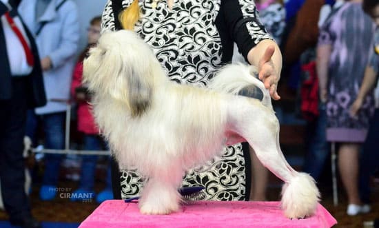 Маленькая львиная собака Лёвхен Маленькая львиная собака Лёвхен