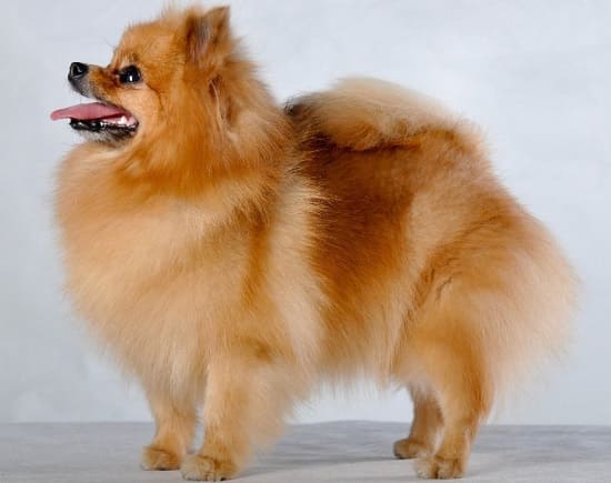 Маленький немецкий шпиц Маленький немецкий шпиц