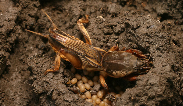 Фото: Медведка в саду