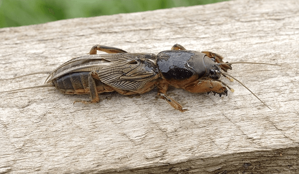 Фото: Медведка-медведка