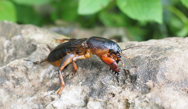 Фото: Так выглядит медведь