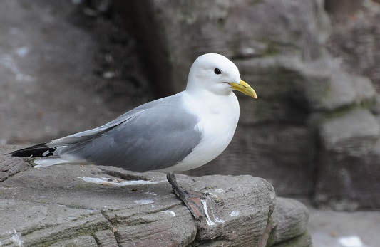 Какая птица ныряет глубже