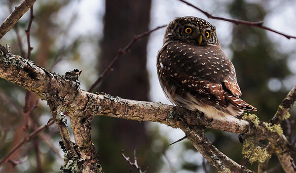 Фото: Как выглядит мохноногий сыч
