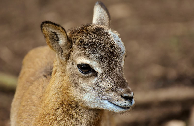Вес годовалого муфлона составляет 30 % от массы взрослой особи, а рост чуть больше 2/3 роста последней