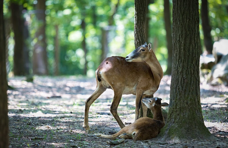 Обычная среда обитания – лесистые горные склоны