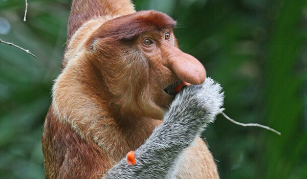 Фото: Как выглядит нос