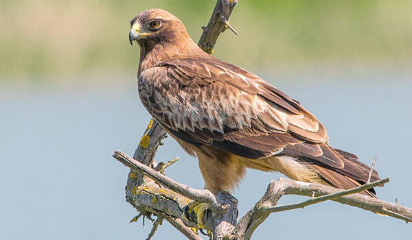 Фото: Как выглядит орел-карлик