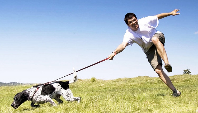 Ошибки со стороны хозяина собаки