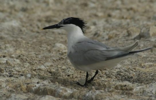 Какая птица ныряет глубже