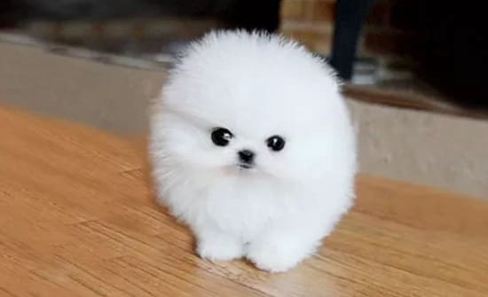 Померанский игрушечный тип Померанский игрушечный тип