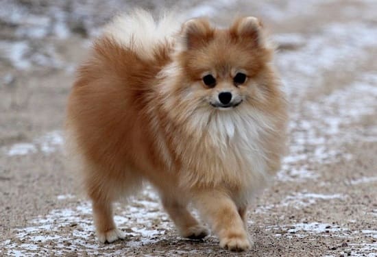 Померанский лисий тип Померанский лисий тип
