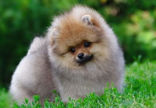 Померанский медвежий тип Померанский медвежий тип