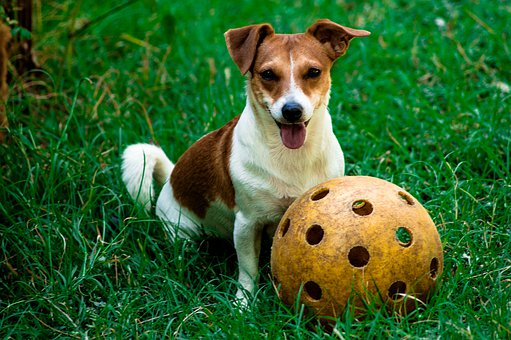 Джек Рассел терьер