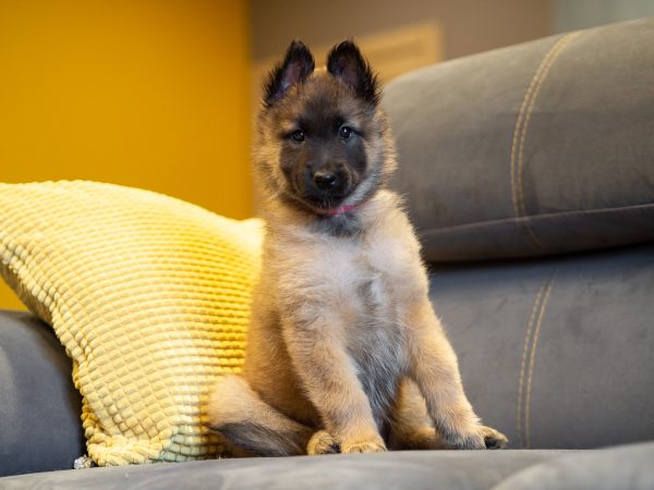 Щенок тервюрена