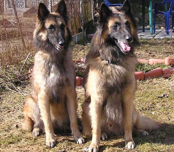 Пара тервюренов