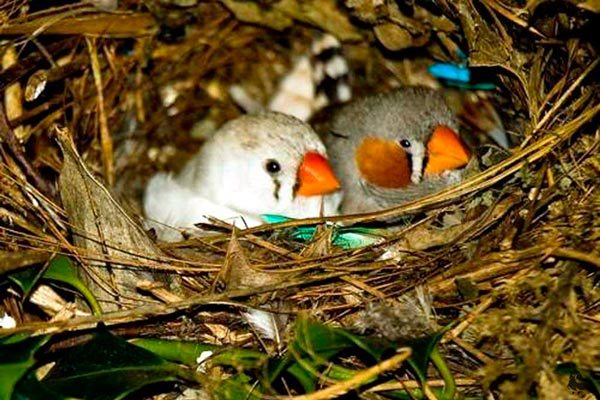 разведение зябликов