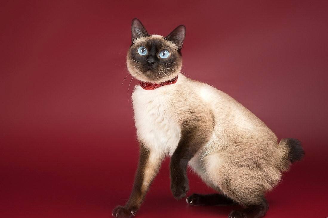 Все о меконгских бобтейлах: стандарт породы, характер, особенности ухода