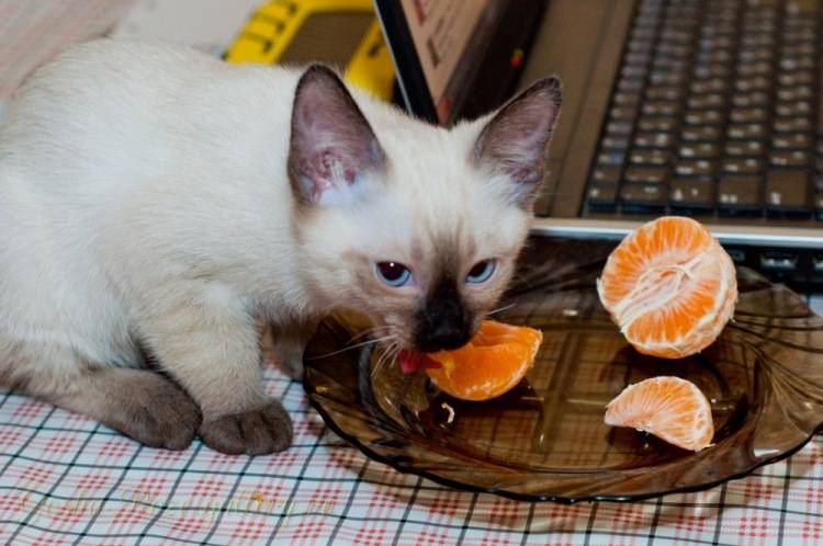 Все о меконгских бобтейлах: стандарт породы, характер, особенности ухода