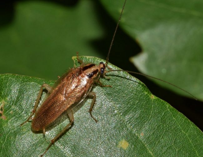 Кто такой рыжий таракан и чем он отличается от обычного таракана