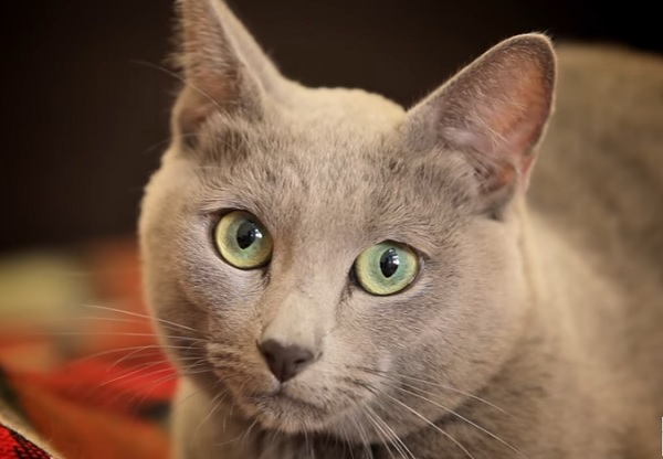 порода русских голубых кошек