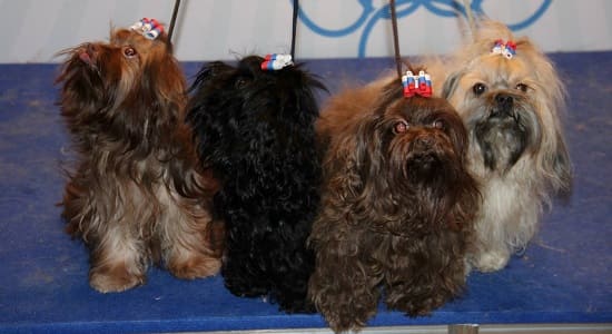 Русские цветные болонки Русские цветные болонки