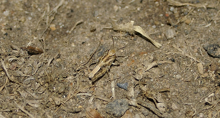 австралийский