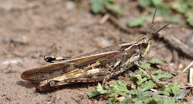 марокканский