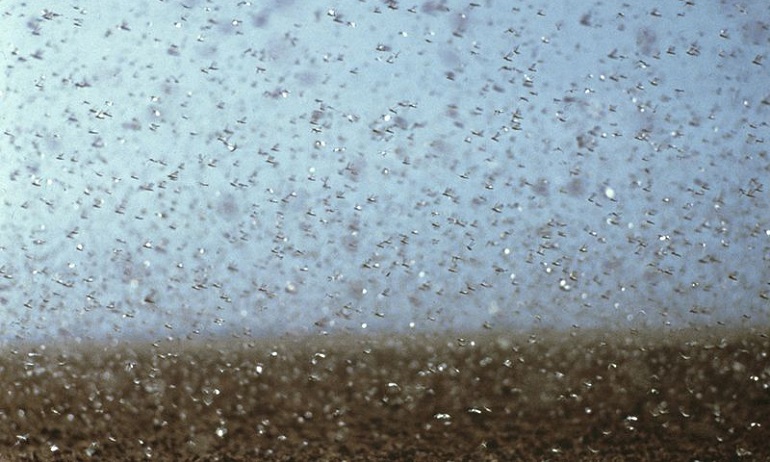 рой насекомых