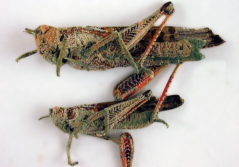 гибкий на насекомых