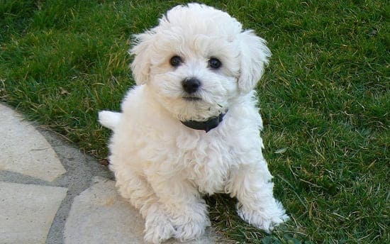 Щенок бишон фризе Щенок французской болонки