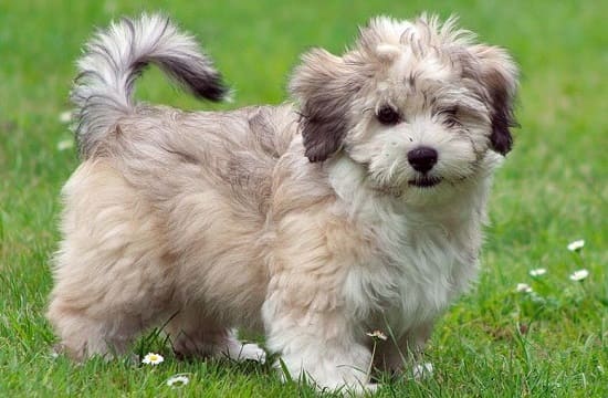 Гаванский щенок Гаванский щенок